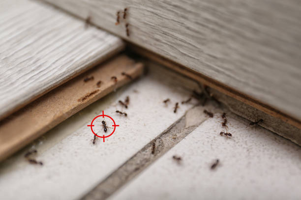 Trusted Chicago, IL Pest Control Experts