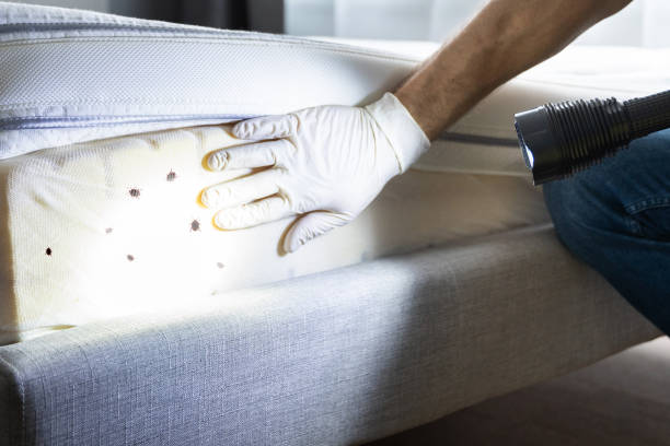 Best Rat Extermination Near Me  in Chicago, IL
