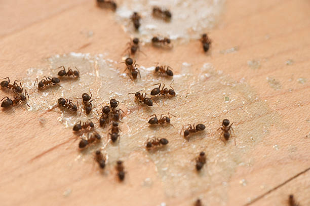Reliable Chicago, IL Pest Control Solutions
